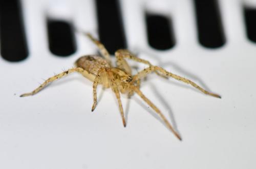 Anyphaena accentuata